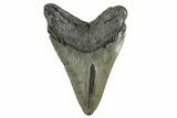 Fossil Megalodon Tooth - South Carolina #352202-2